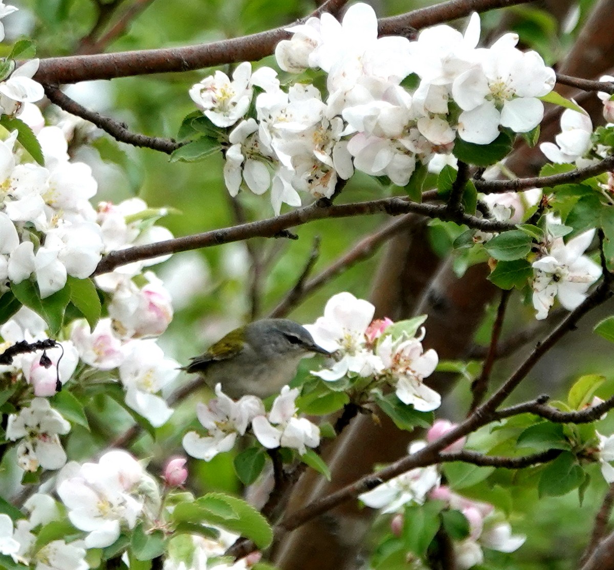 Tennessee Warbler - Peter Blancher