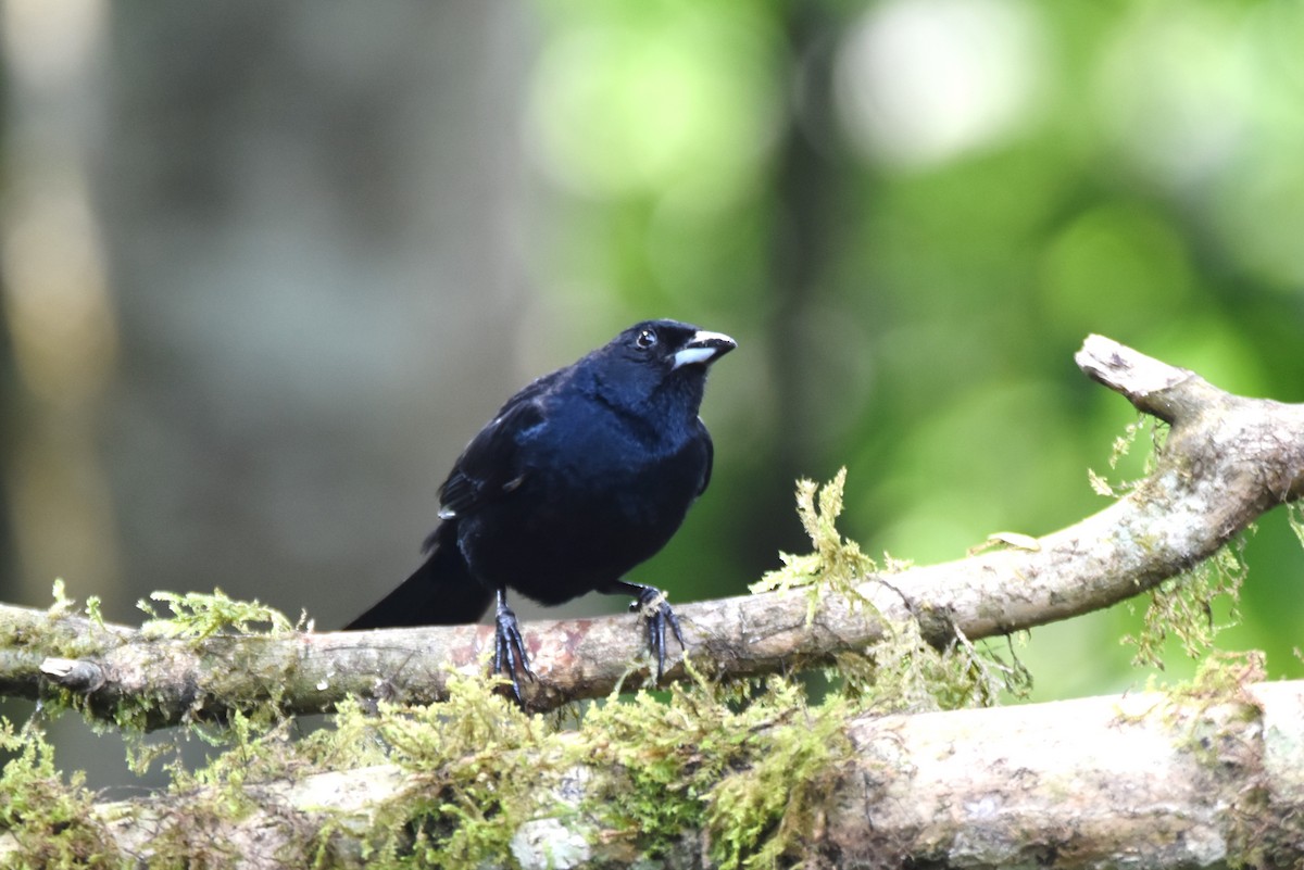 White-lined Tanager - irina shulgina