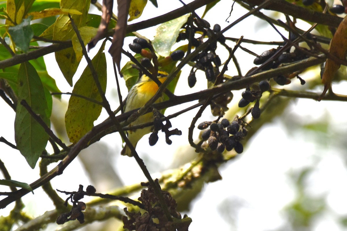 Blackburnian Warbler - irina shulgina