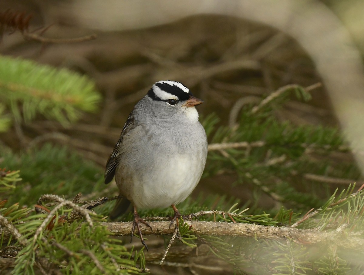 White-crowned Sparrow - Denise  McIsaac
