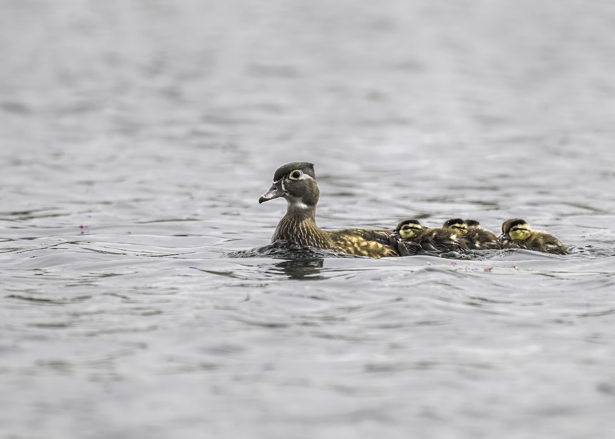 Wood Duck - ML619106614