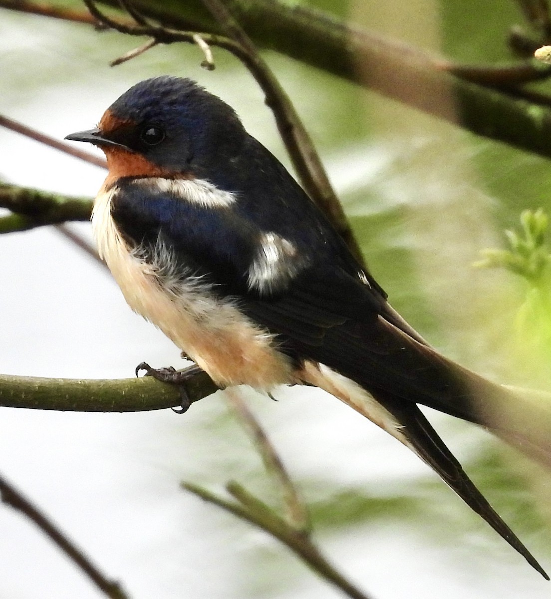 Barn Swallow - ML619106622