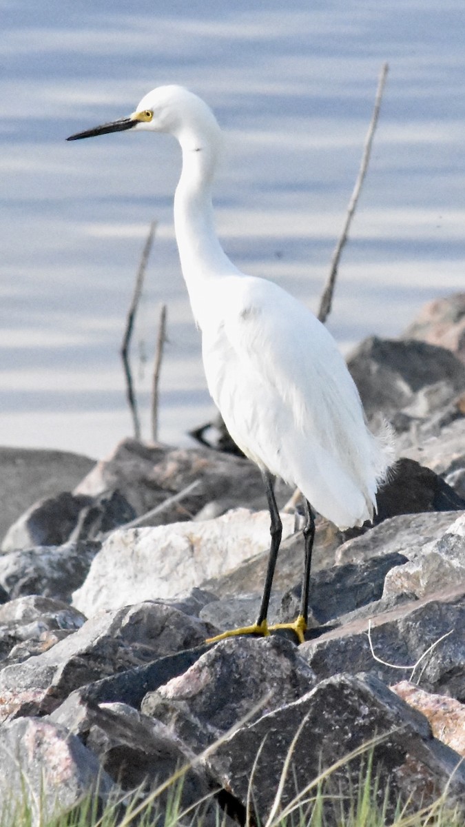 Snowy Egret - ML619106642