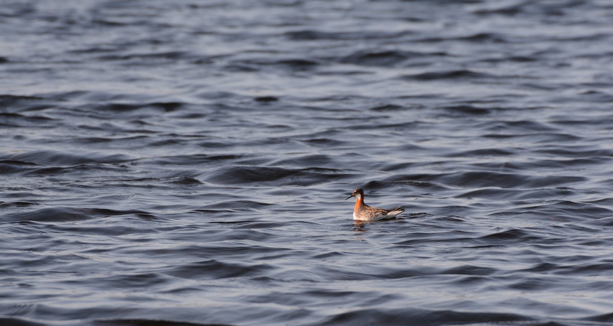 Red-necked Phalarope - ML619106644