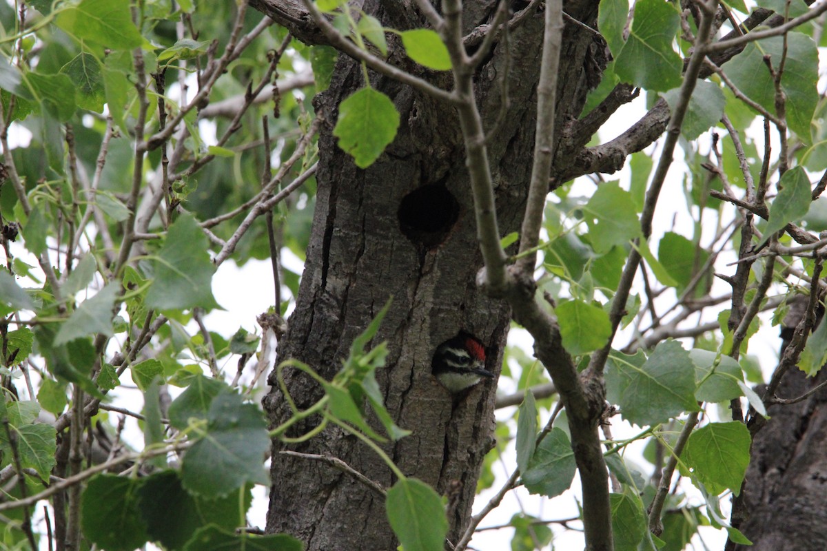 Nuttall's Woodpecker - Joe Hannigan