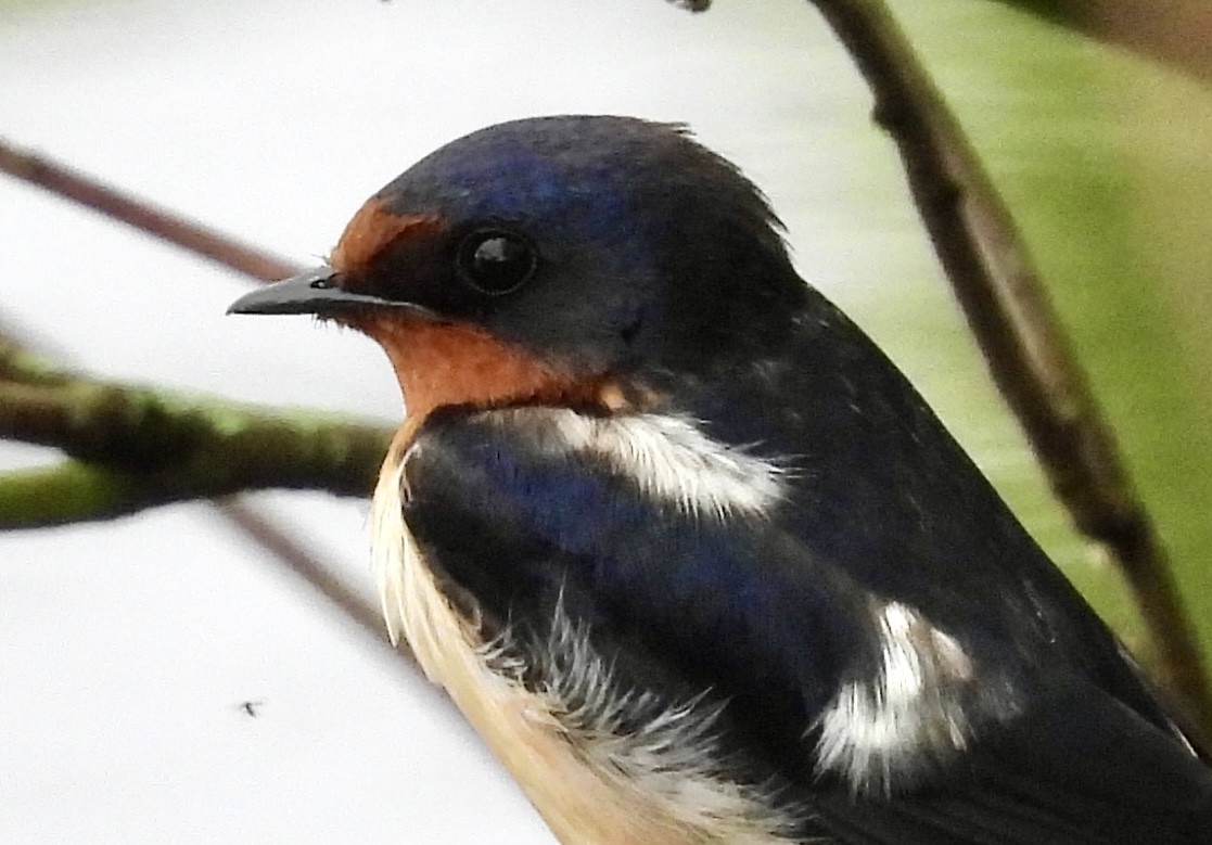 Barn Swallow - Stella Miller