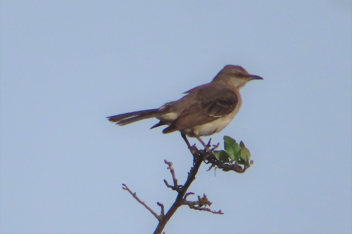 Northern Mockingbird - ML619106684