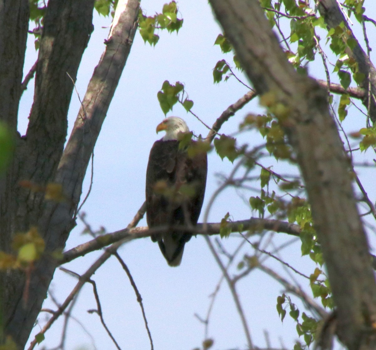 Bald Eagle - Deena Errampalli