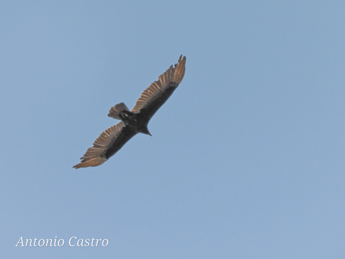 Turkey Vulture - Juan Antonio Castro Peralta