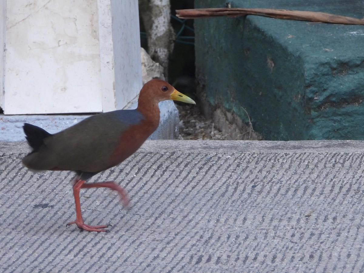 Rufous-necked Wood-Rail - ML619106705