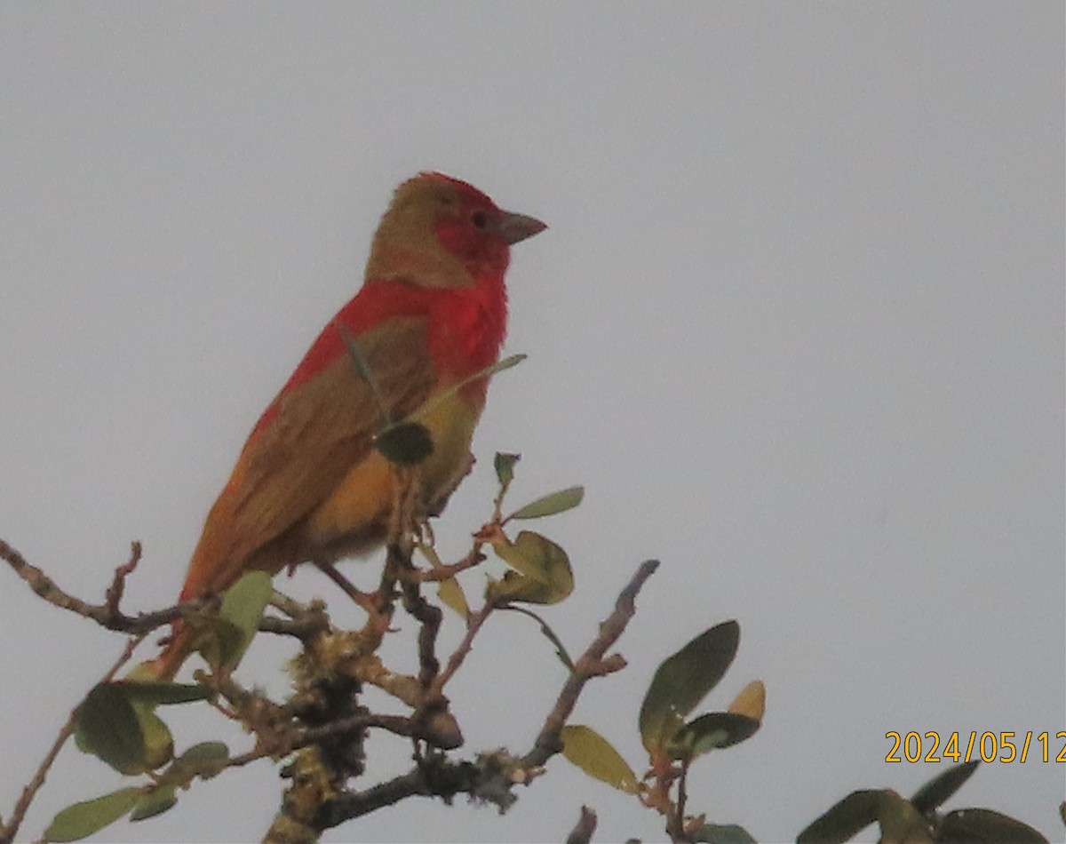 Summer Tanager - ML619106709