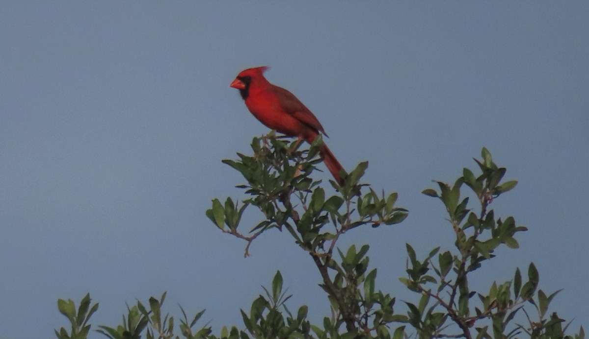 Cardinal rouge - ML619106720