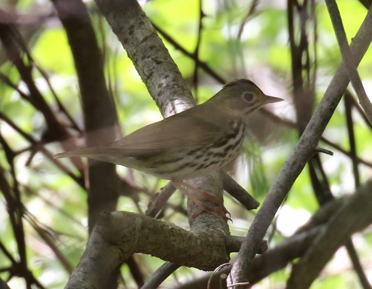 Ovenbird - Frank Mantlik