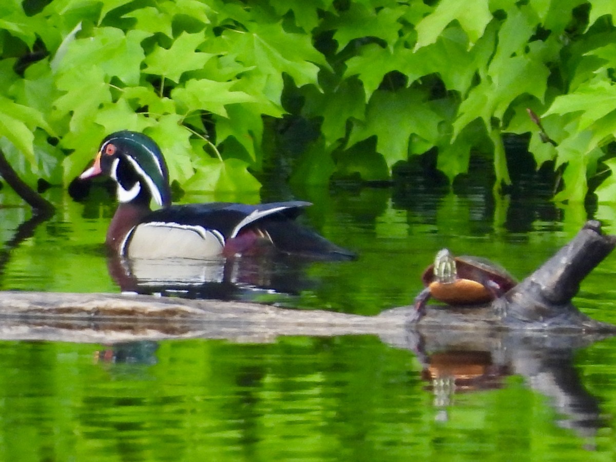 Wood Duck - ML619106731