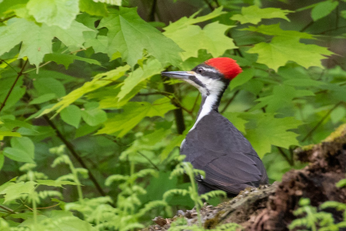 Pileated Woodpecker - Eric Labato