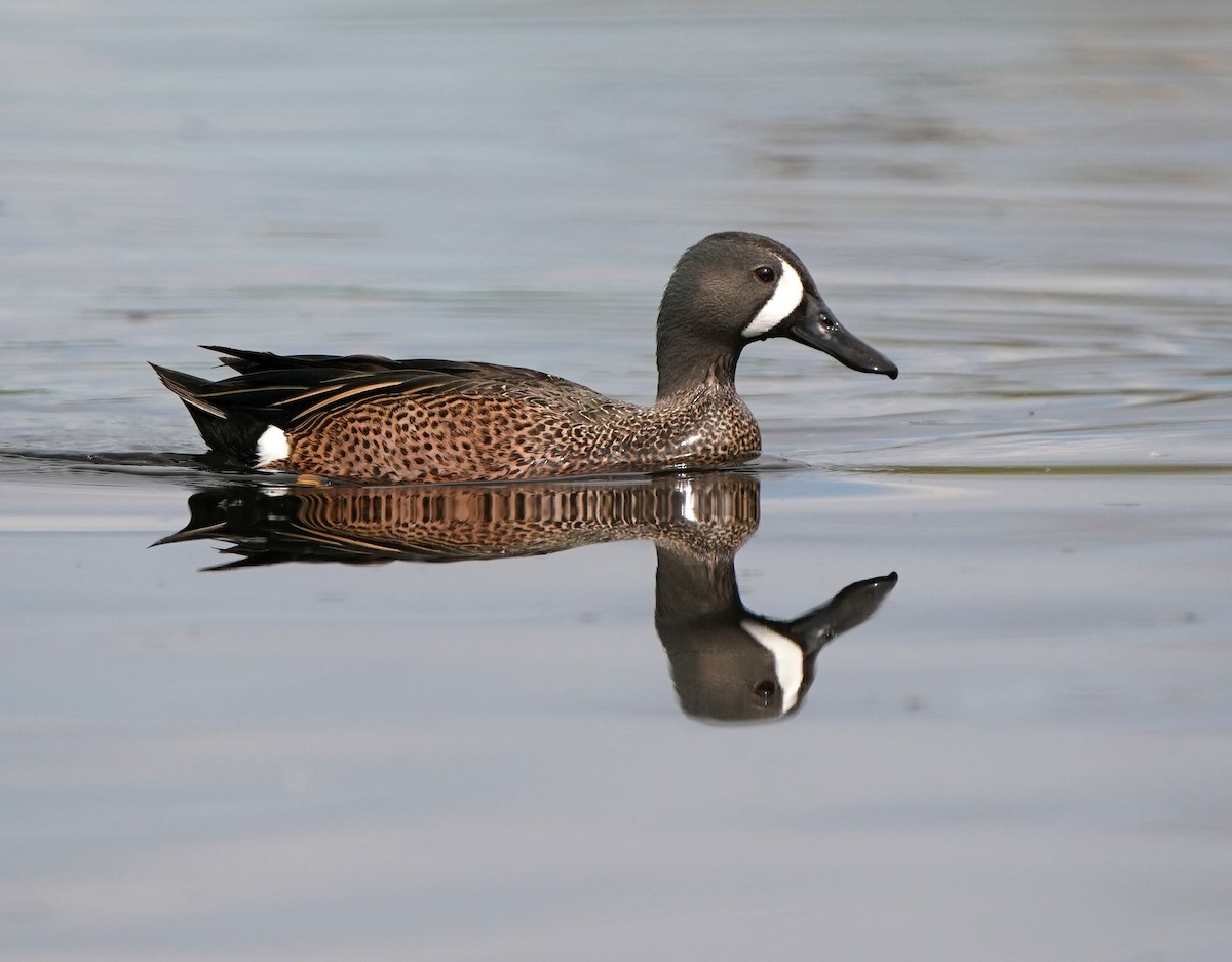 Blue-winged Teal - Cathy Sheeter
