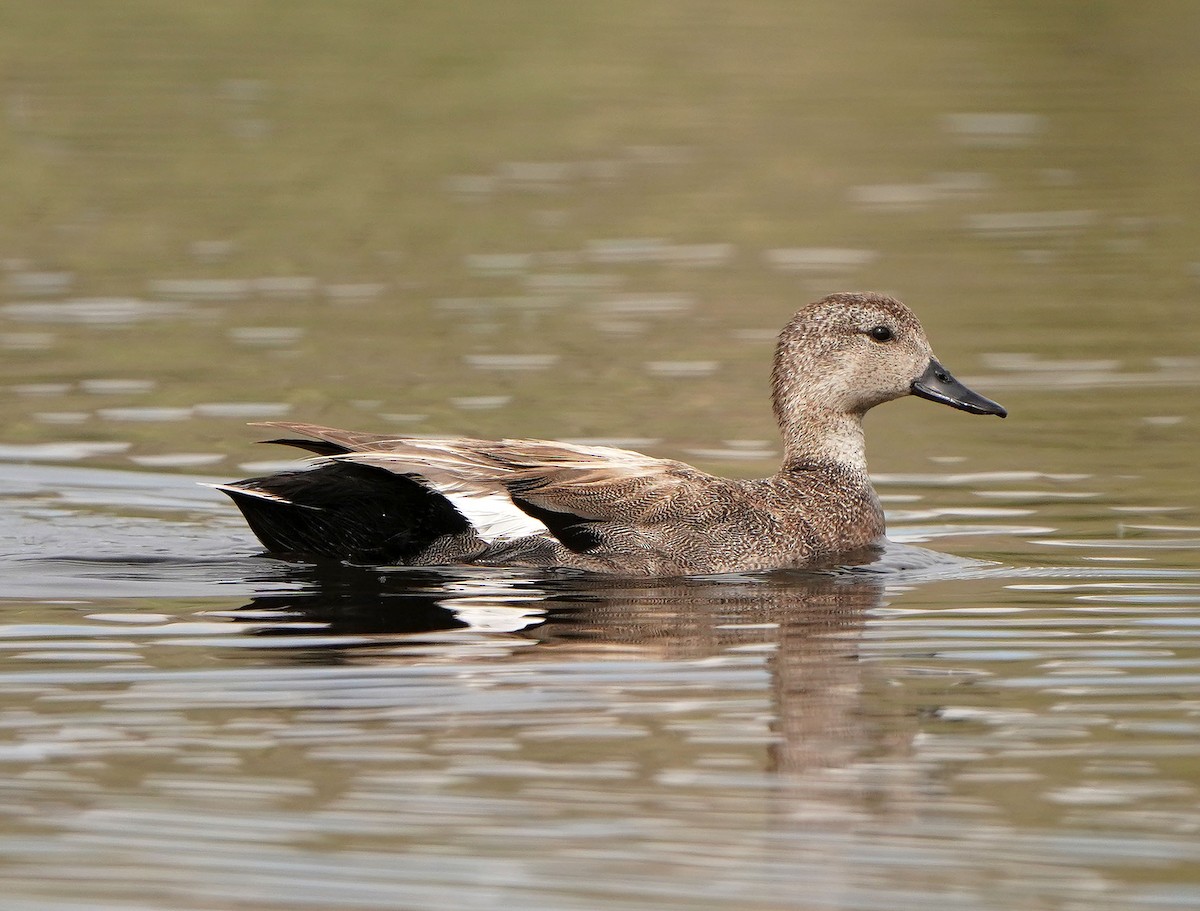 Gadwall - Cathy Sheeter