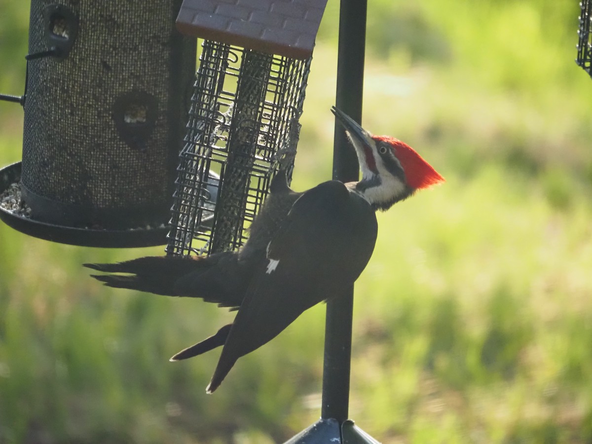 Pileated Woodpecker - Kevin Wistrom