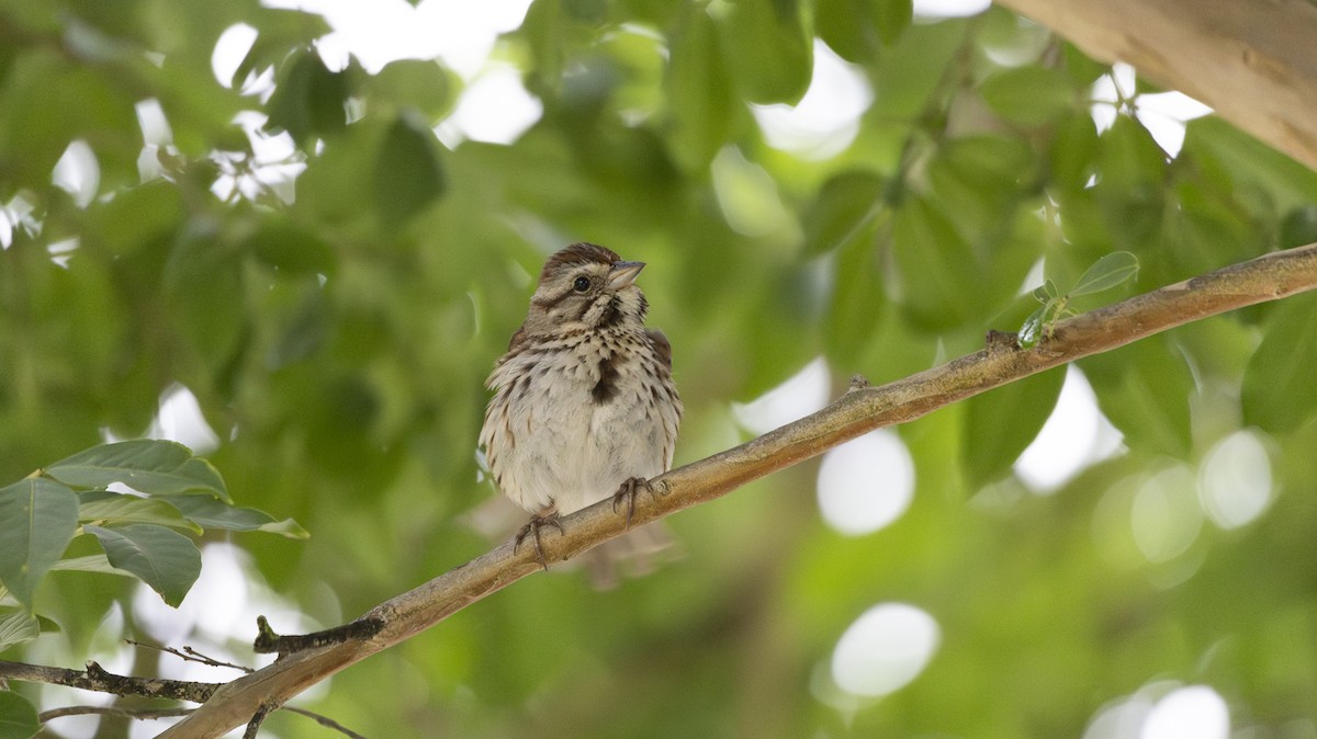 Song Sparrow - ML619106810