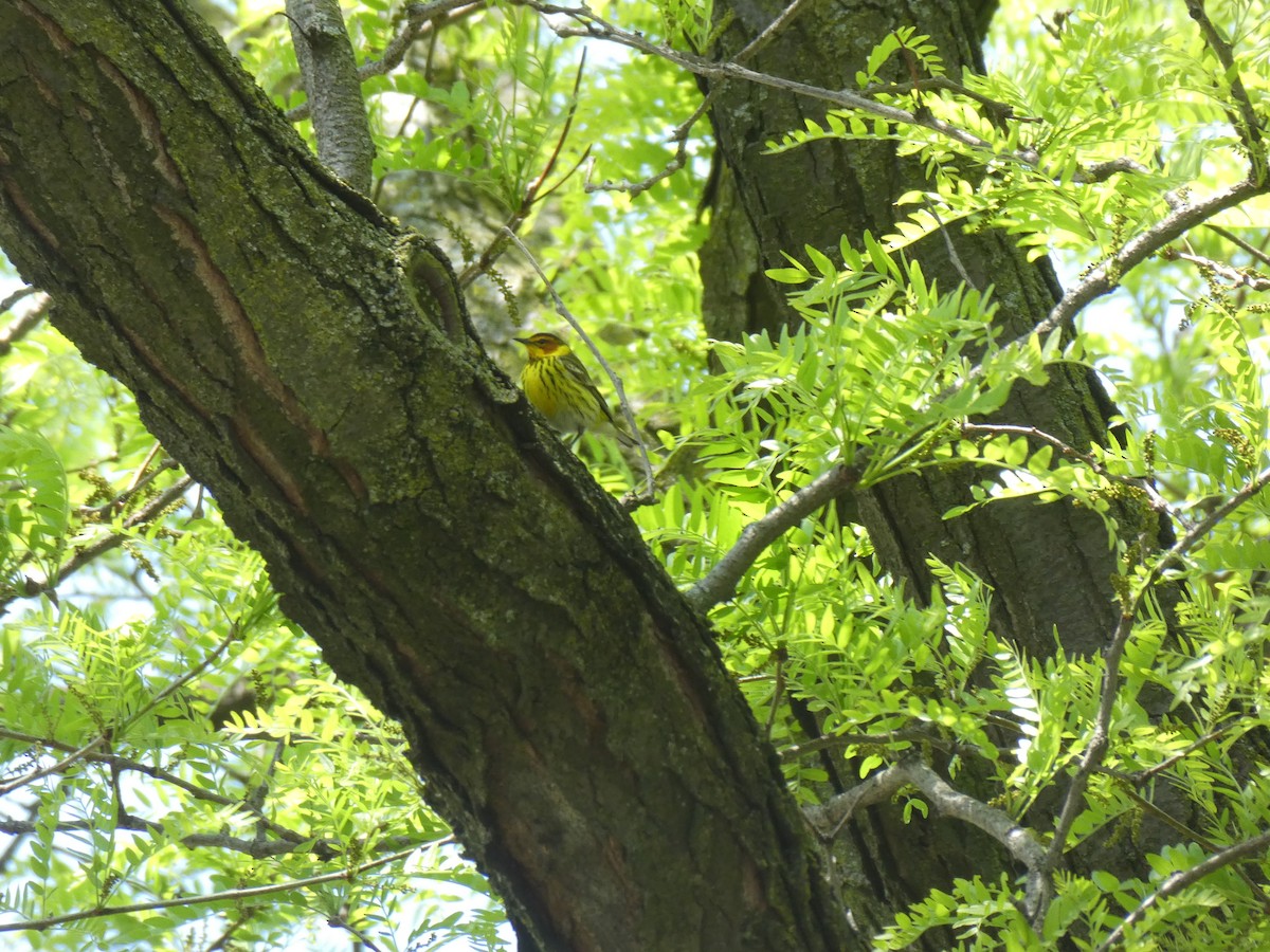 Cape May Warbler - Matt Crisler