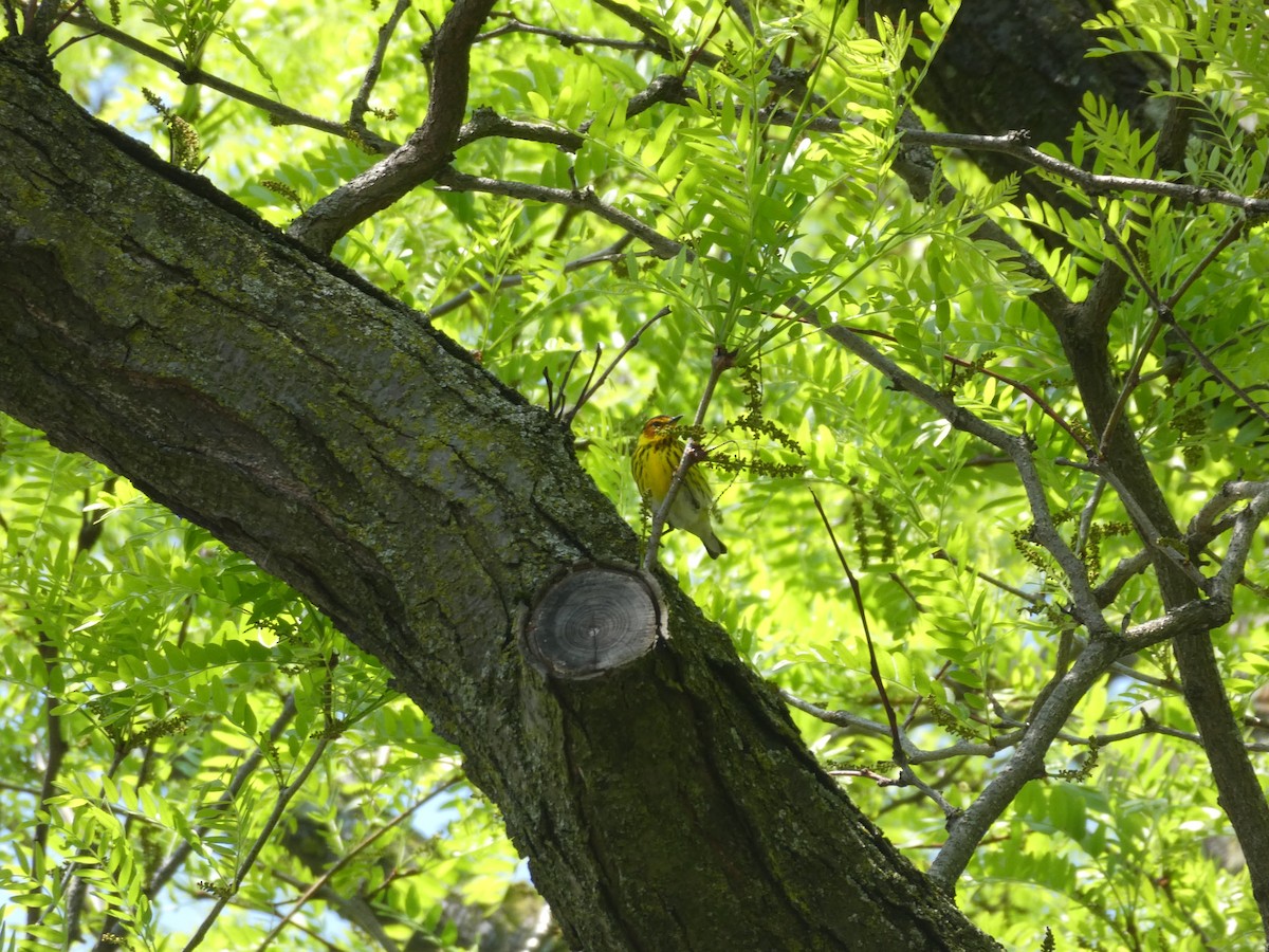 Cape May Warbler - Matt Crisler