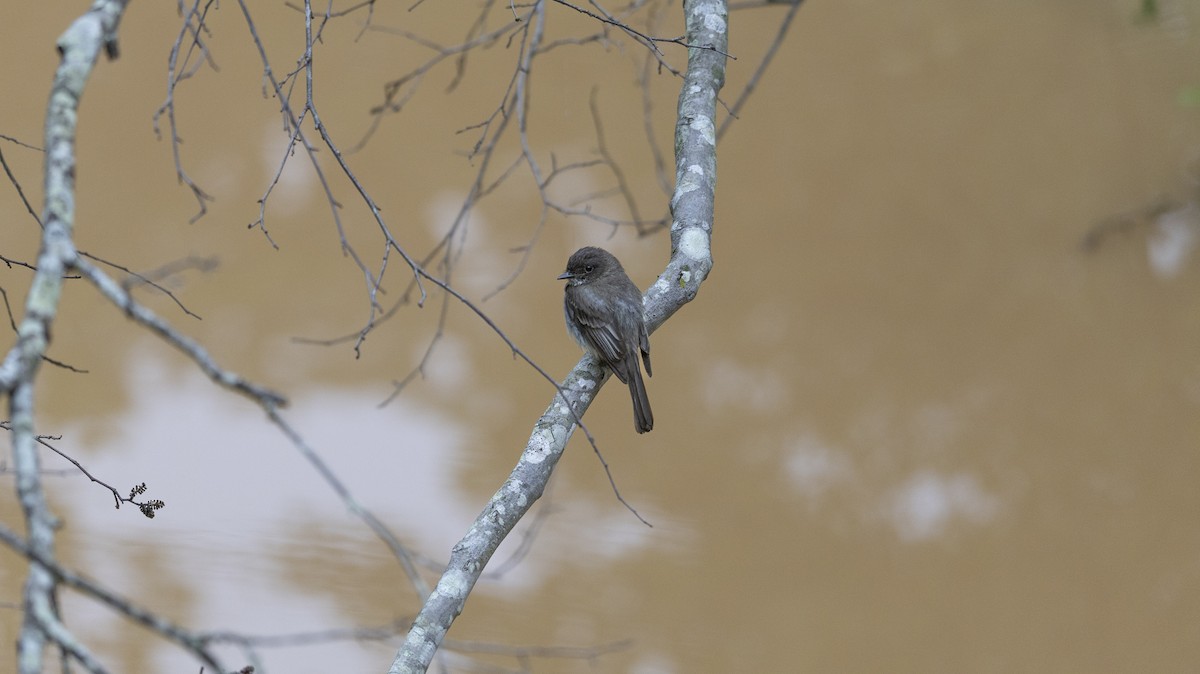 Eastern Phoebe - Erinn Szarek