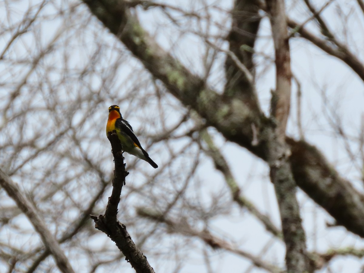 Narcissus Flycatcher - ML619106835