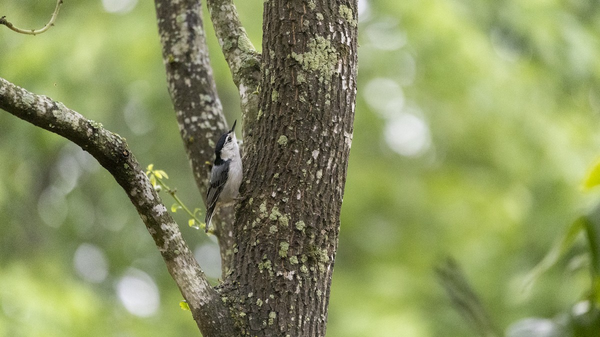 White-breasted Nuthatch - Erinn Szarek