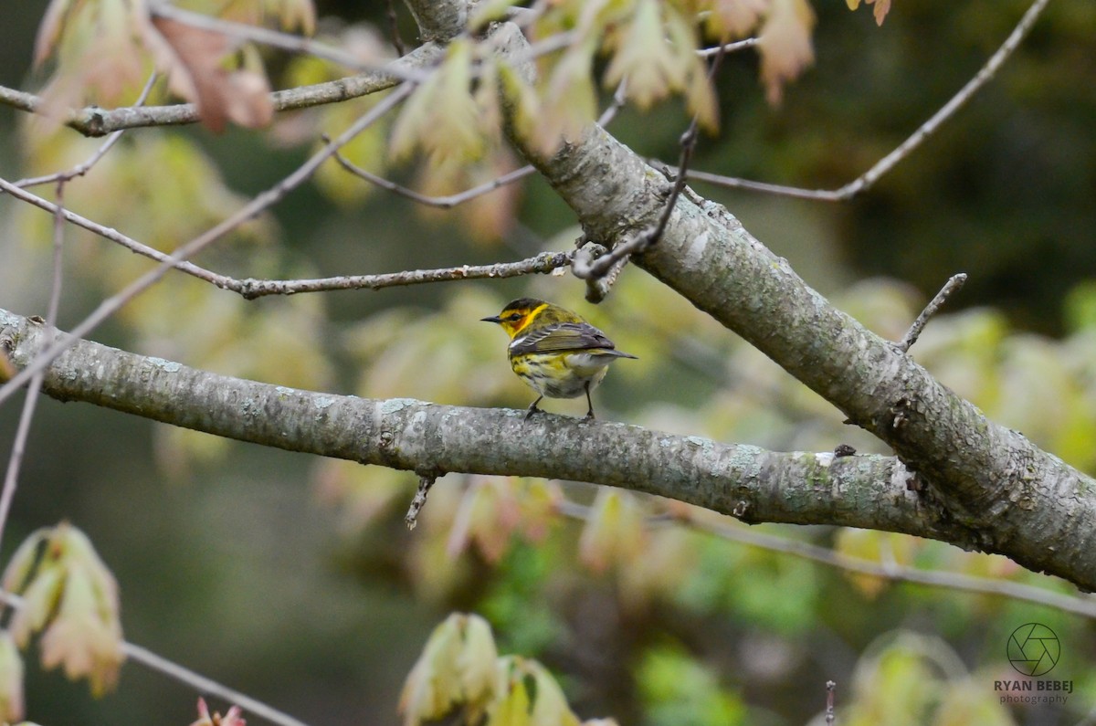 Cape May Warbler - ML619106839