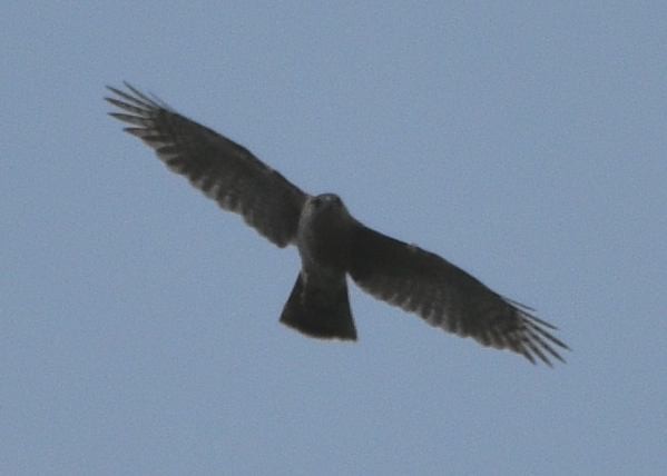 Cooper's Hawk - Susan Rosine