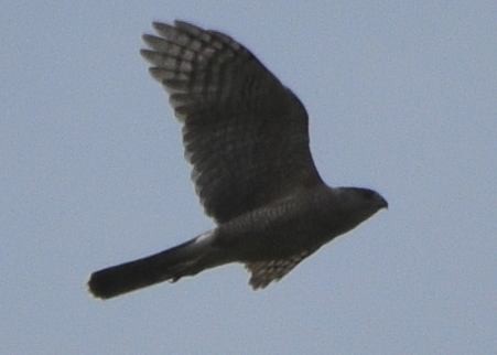 Cooper's Hawk - Susan Rosine