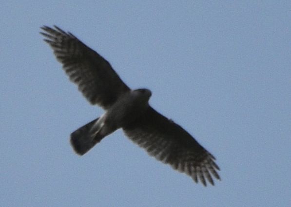 Cooper's Hawk - Susan Rosine