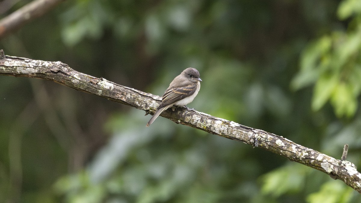 Eastern Phoebe - Erinn Szarek