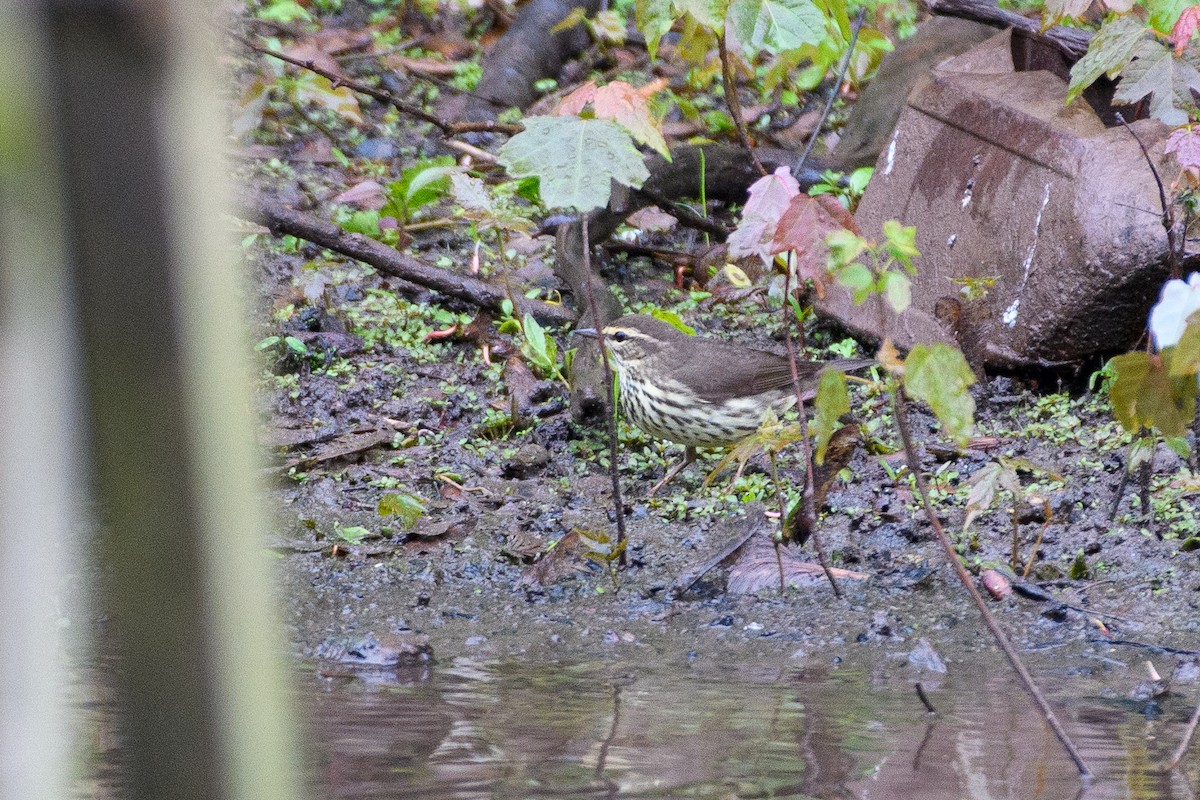 Northern Waterthrush - Peter DeStefano