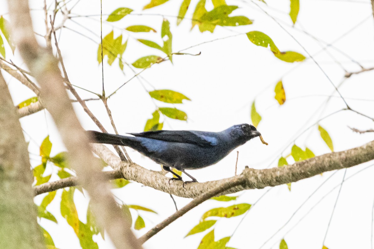 Diademed Tanager - Christian Williams