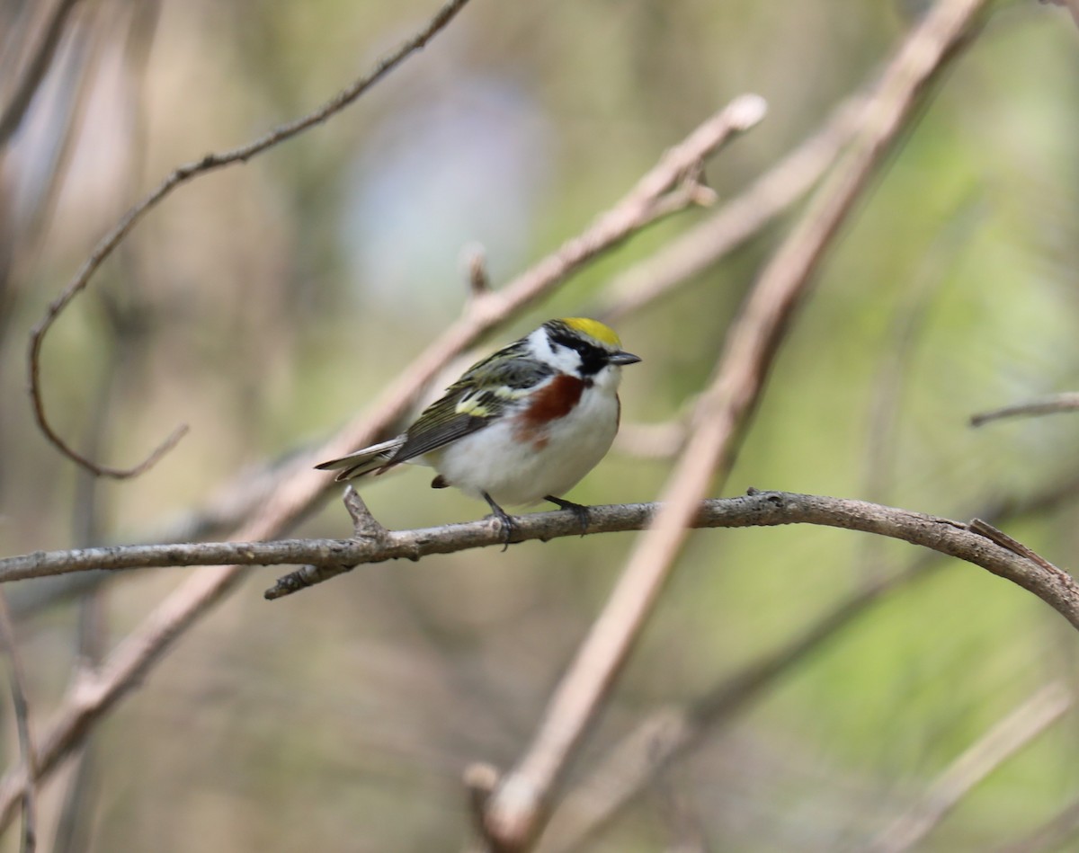 Chestnut-sided Warbler - Birdie T