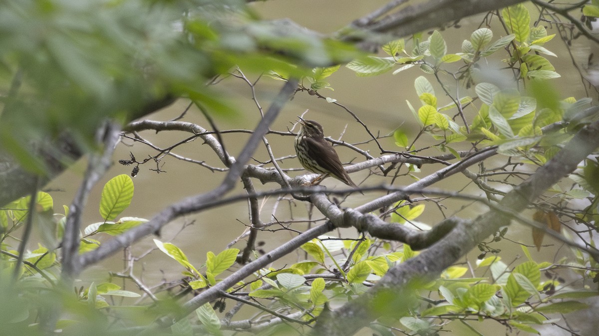 Northern Waterthrush - Erinn Szarek