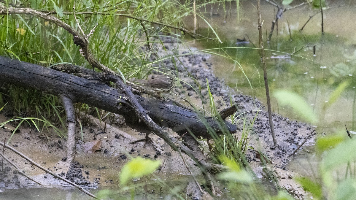 Northern Waterthrush - ML619106859