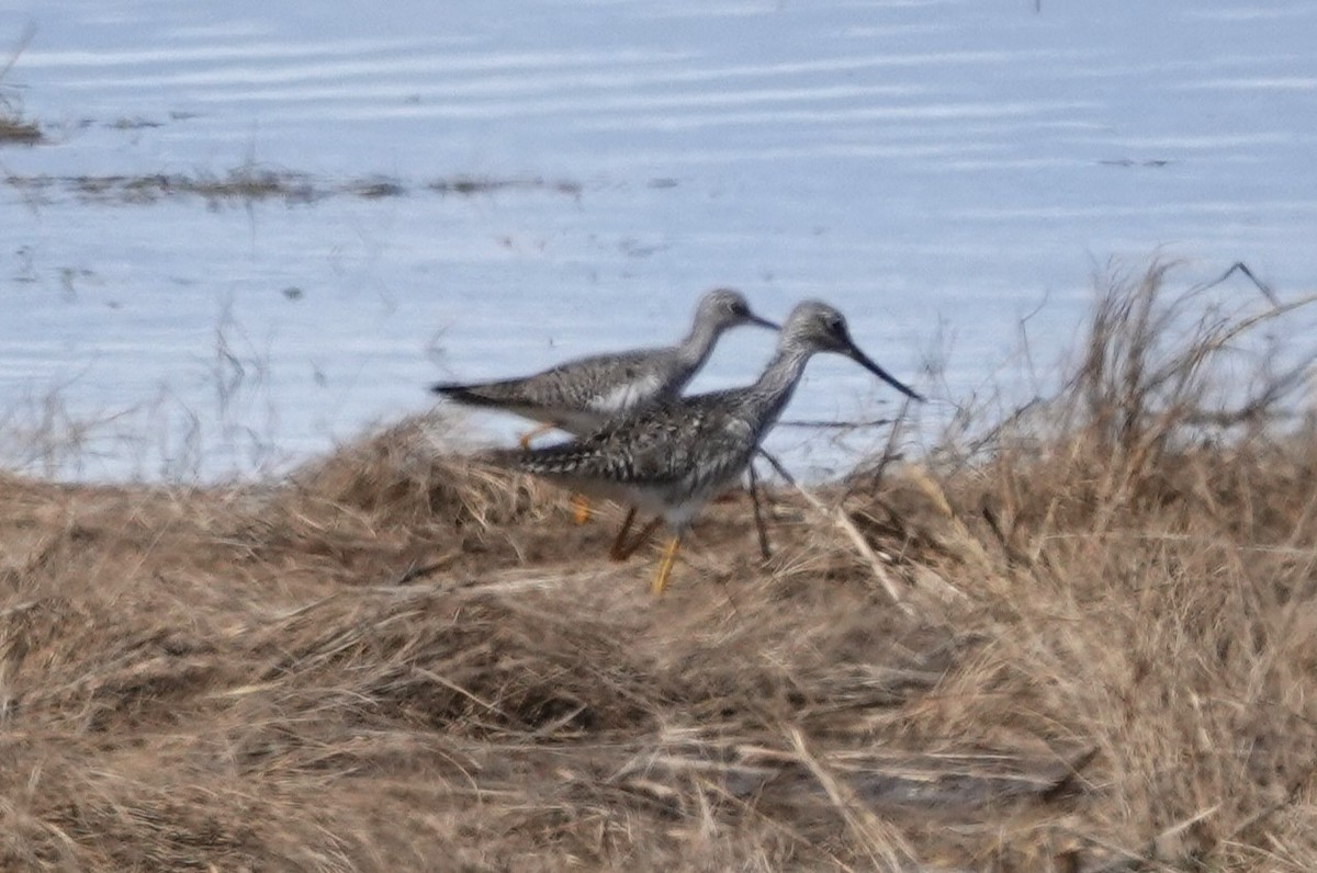 Greater Yellowlegs - Stacey Keefer