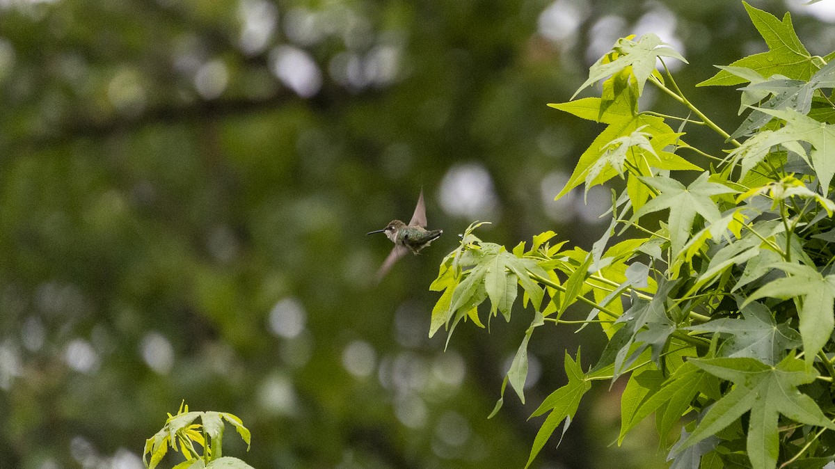 Ruby-throated Hummingbird - Erinn Szarek
