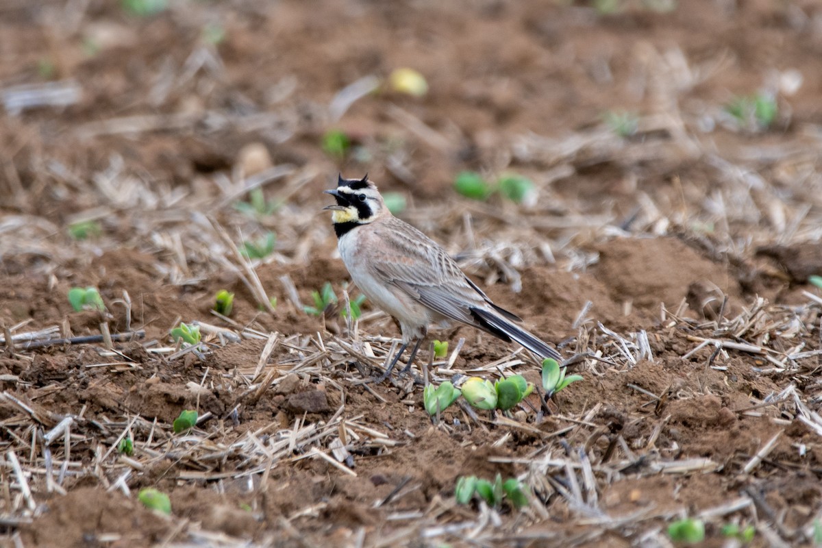 Horned Lark - Karen Hardy