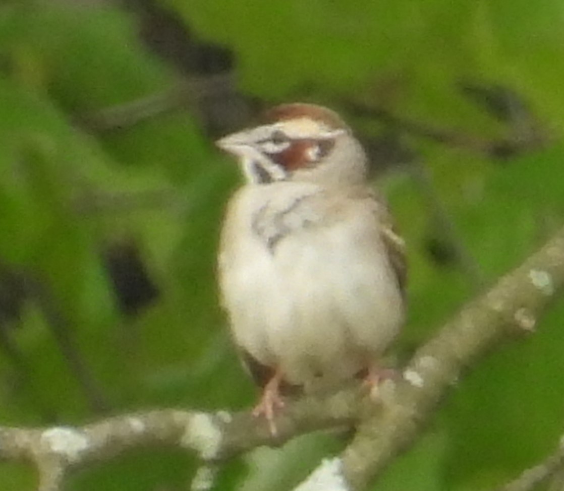 Lark Sparrow - Debbie Segal