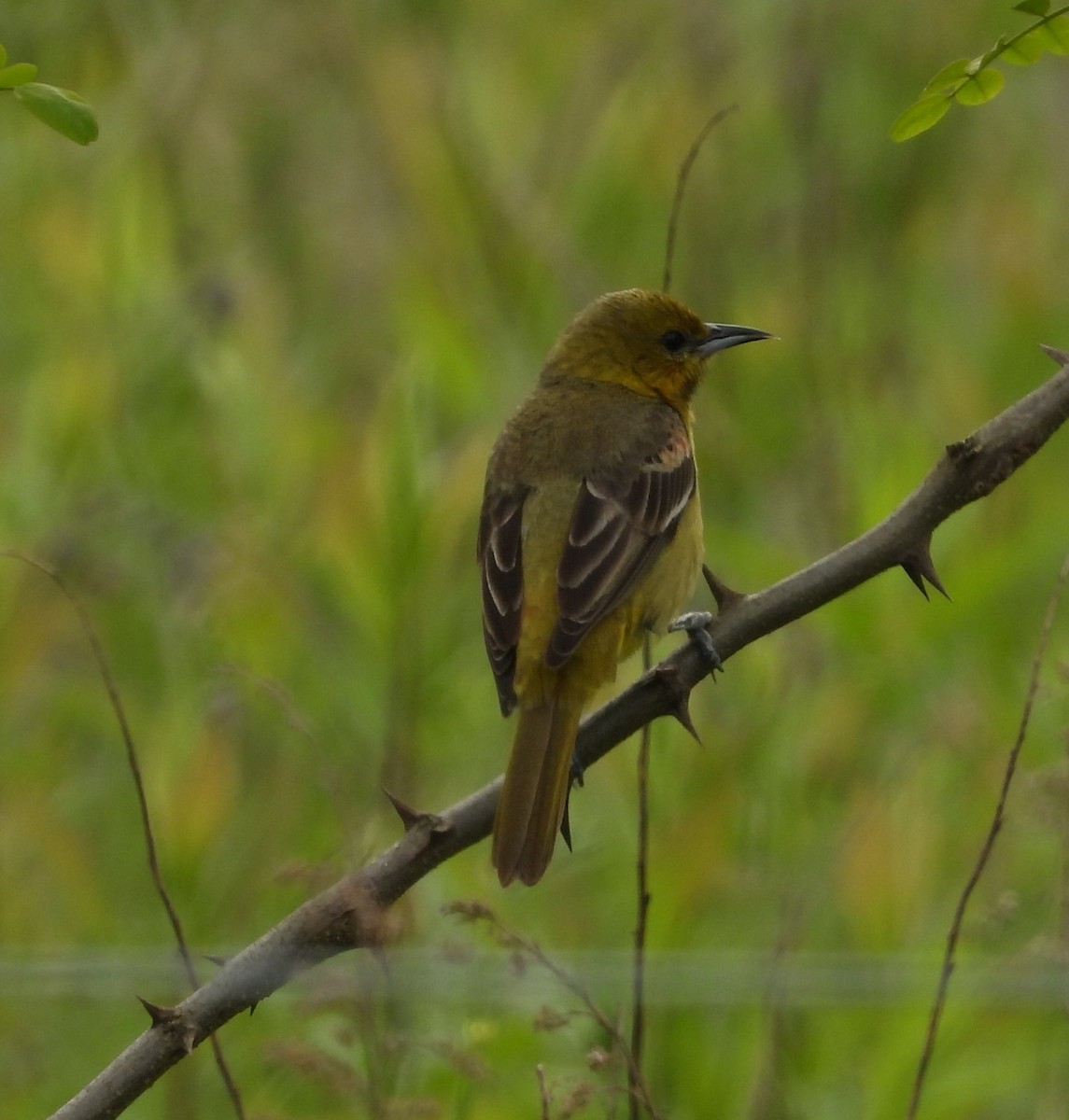 Orchard Oriole - ML619106894