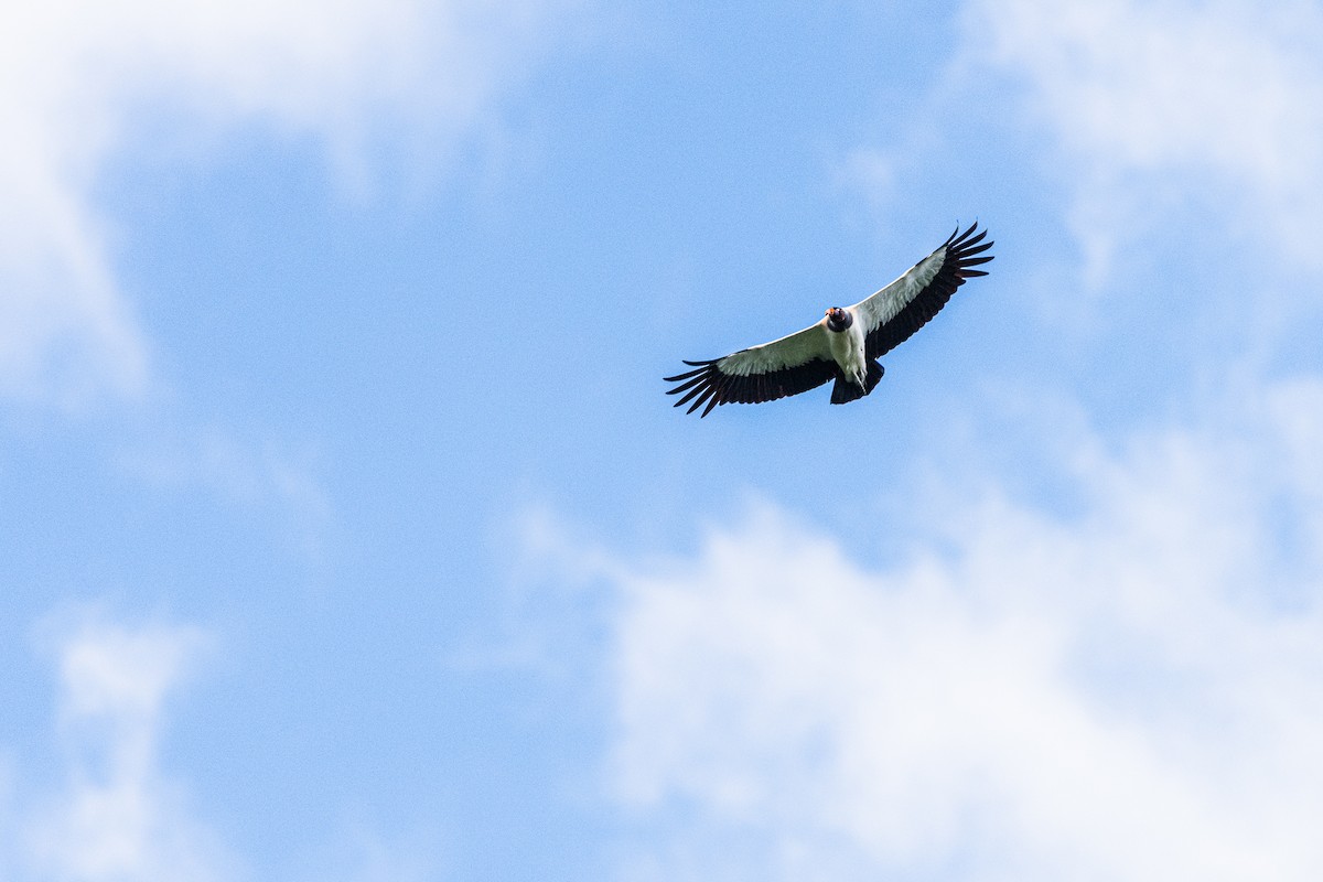 King Vulture - ML619106903