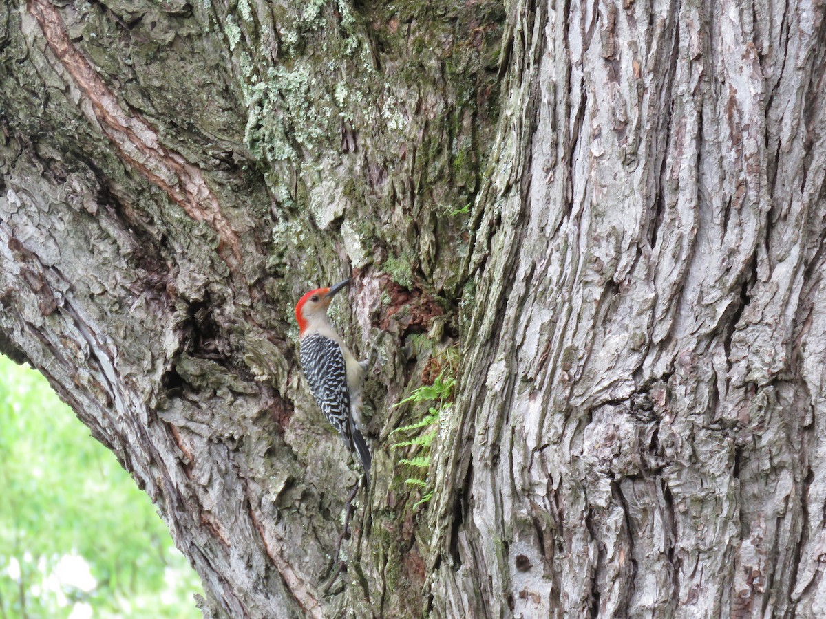 Red-bellied Woodpecker - Rebecca Laroche