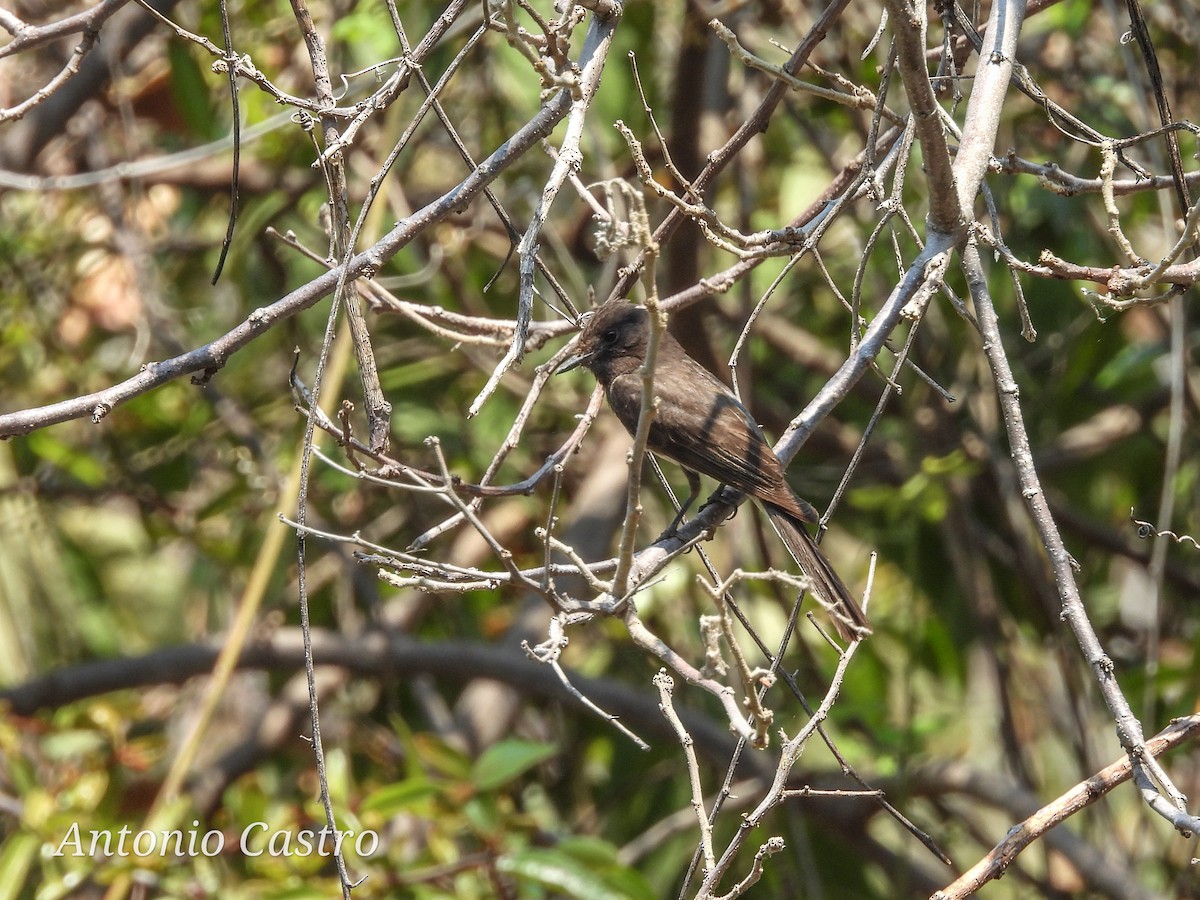 Black Phoebe - Juan Antonio Castro Peralta