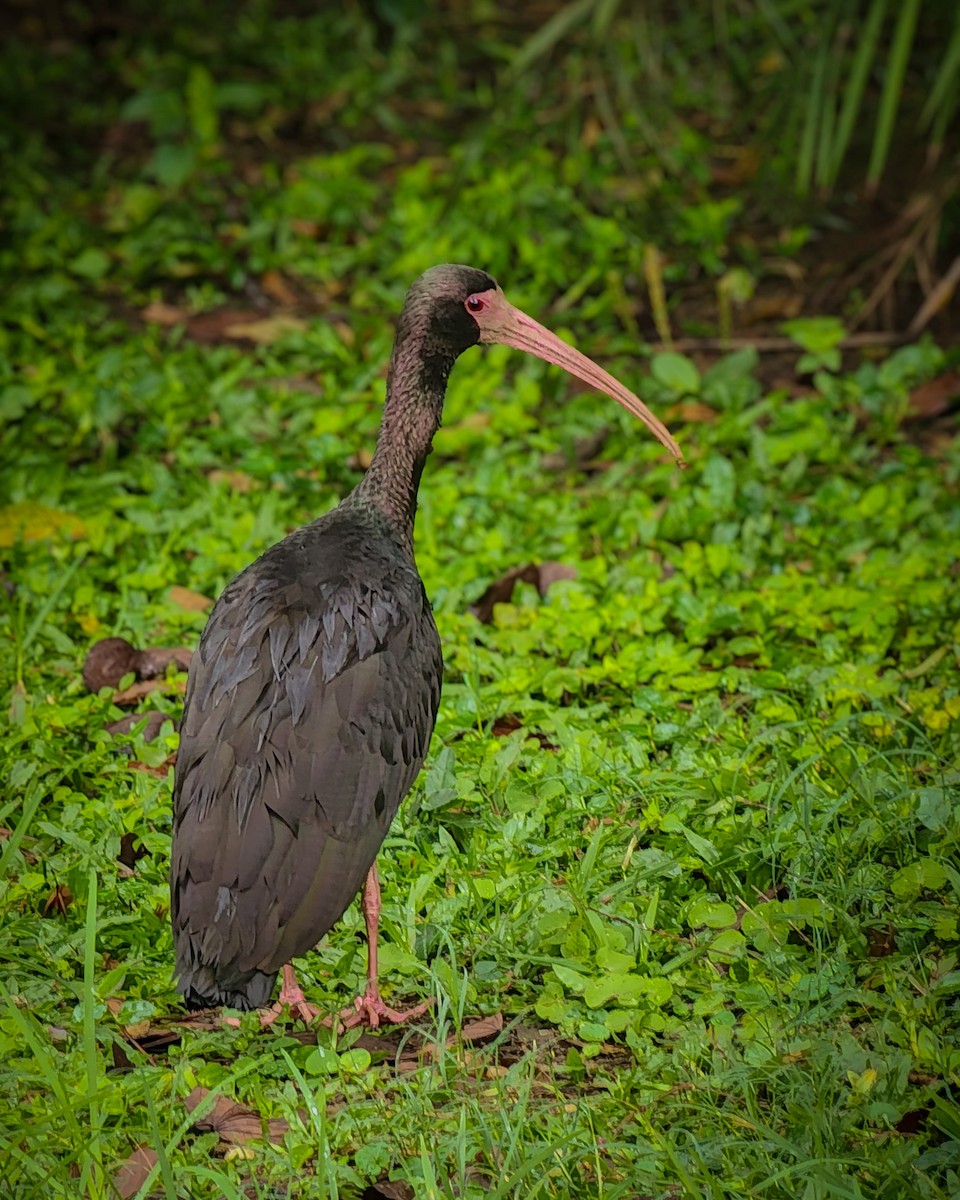 ibis tmavý - ML619106916