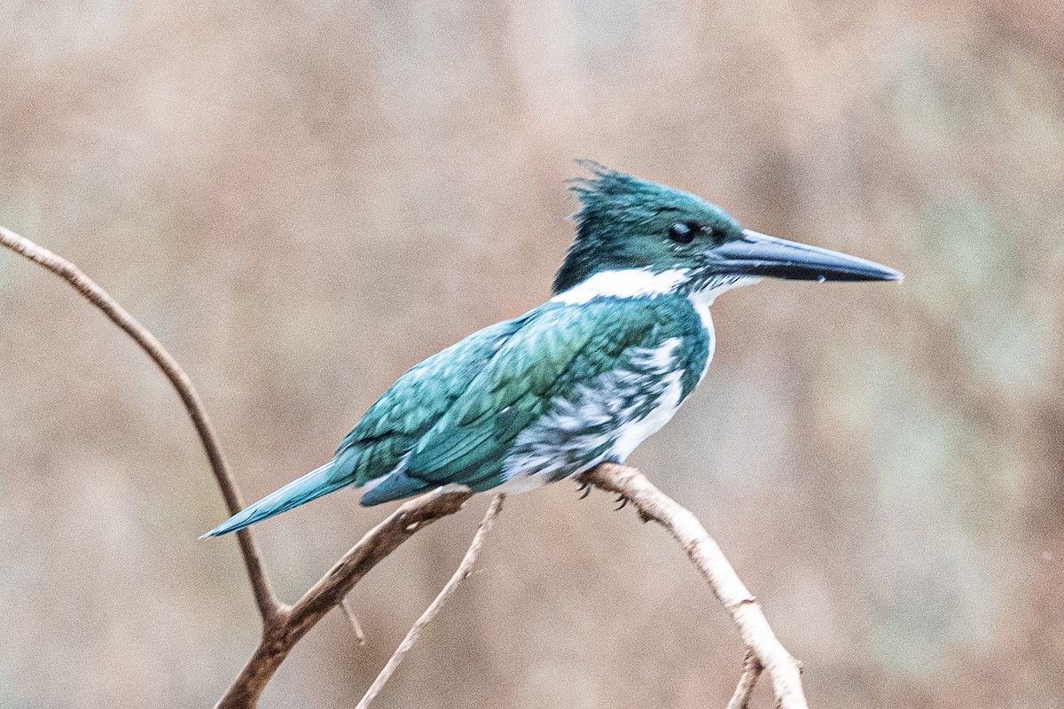 Amazon Kingfisher - Christian Williams