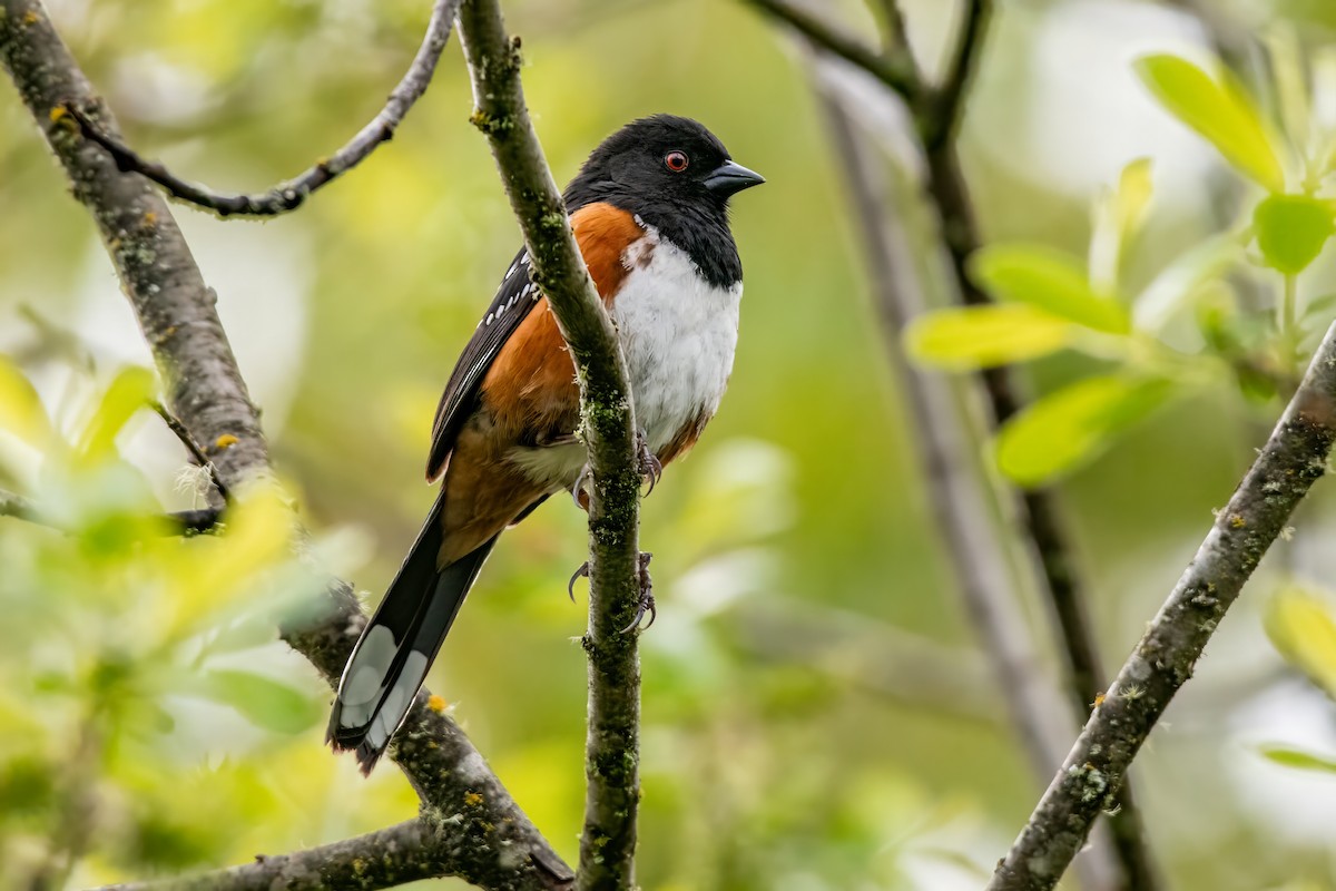 Spotted Towhee - Dominic More O’Ferrall