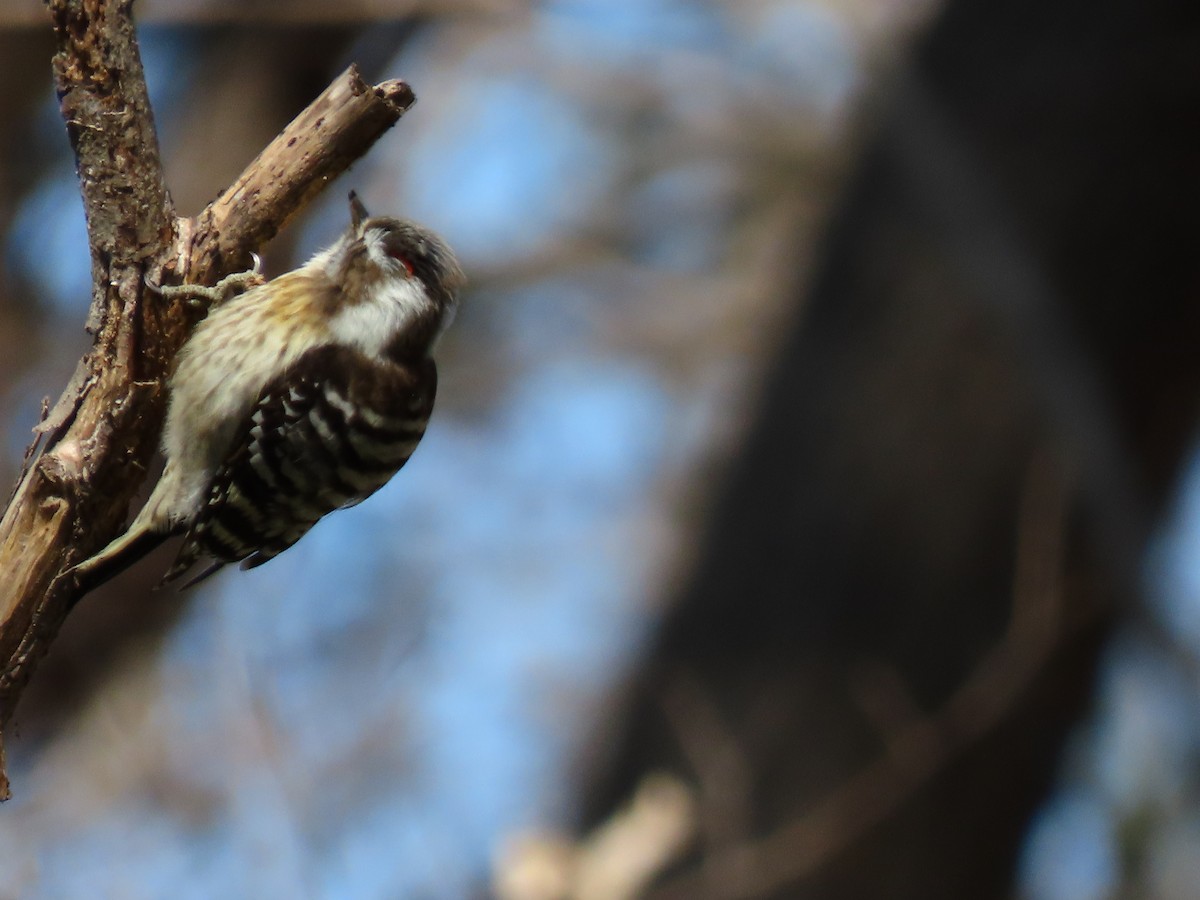 Japanese Pygmy Woodpecker - Akiko Mingming